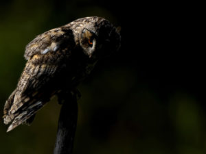 LES OISEAUX DU MARAIS