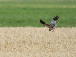 LES OISEAUX DU MARAIS