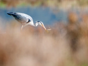 LES OISEAUX DU MARAIS