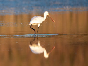 LES OISEAUX DU MARAIS